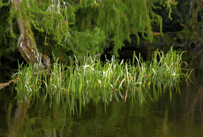 Reflections 5 - Reflections 5 Gordon River ©2009 Martin Oretsky